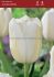 Tulipa Single Late Jumbo White 12 cm. 100 Loose p.Binbox