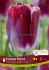 tulipa single late kansas proud 12 cm 15 quality pkgsx 6