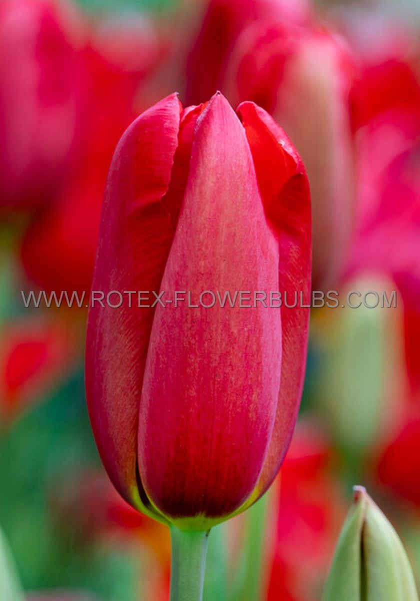tulipa single late keep on smiling 12 cm 100 pbinbox