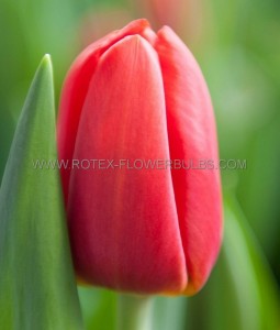 Tulipa Single Late ‘Kingsblood‘ 12/+ cm. (100 Loose p.Binbox)