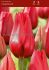 tulipa single late kingsblood size 12 cm 500 loose pplastic crate