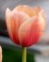 tulipa single late menton 12 cm 500 loose pplastic crate