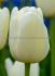 Tulipa Single Late Jumbo White 12 cm. 100 Loose p.Binbox