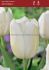 tulipa single late mont blanc 12 cm 100 pbinbox