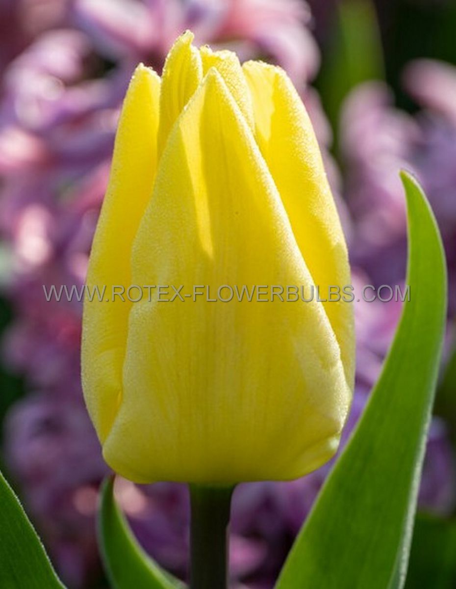 tulipa single late muscadet 12 cm 100 pbinbox