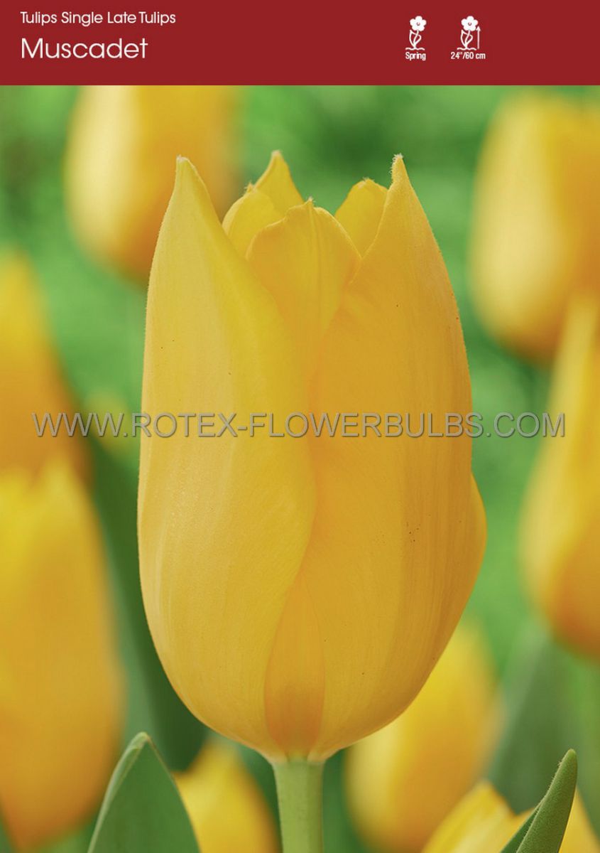 tulipa single late muscadet 12 cm 100 pbinbox