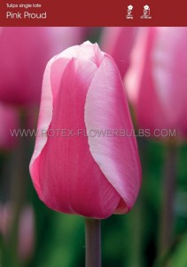Tulipa Single Late ‘Pink Proud‘ 12/+ cm. (100 Loose p.Binbox)