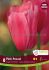tulipa single late pink proud 12 cm 15 quality pkgsx 6