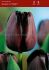 tulipa single late queen of night 12 cm 100 loose pbinbox