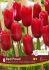 tulipa single late red proud 12 cm 15 pkgsx 6