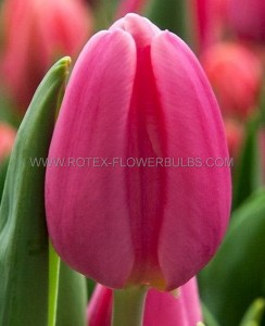 Tulipa Single Late ‘Renown‘ 12/+ cm. (100 Loose p.Binbox)