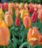 tulipa single late rhapsody of smiles 12 cm 15 quality pkgsx 6