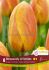 tulipa single late rhapsody of smiles 12 cm 15 quality pkgsx 6