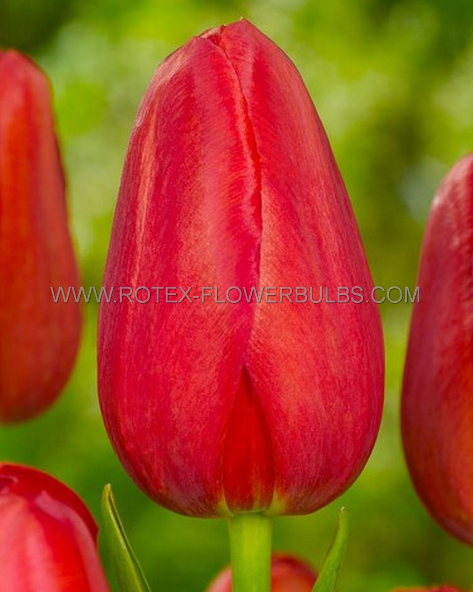 tulipa single late sky high scarlet 12 cm 15 pkgsx 6