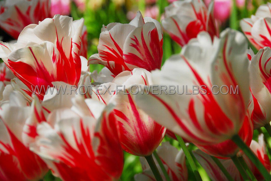 tulipa single late sorbet 12 cm 100 pbinbox