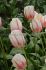 tulipa single late sorbet 12 cm 100 pbinbox