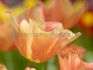 tulipa single late stunning apricot 12 cm 100 loose pbinbox