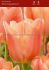 tulipa single late stunning apricot 12 cm 100 loose pbinbox