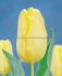 tulipa single late sunny proud 12 cm 100 pbinbox