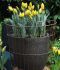 tulipa single late sunny proud 12 cm 15 pkgsx 6