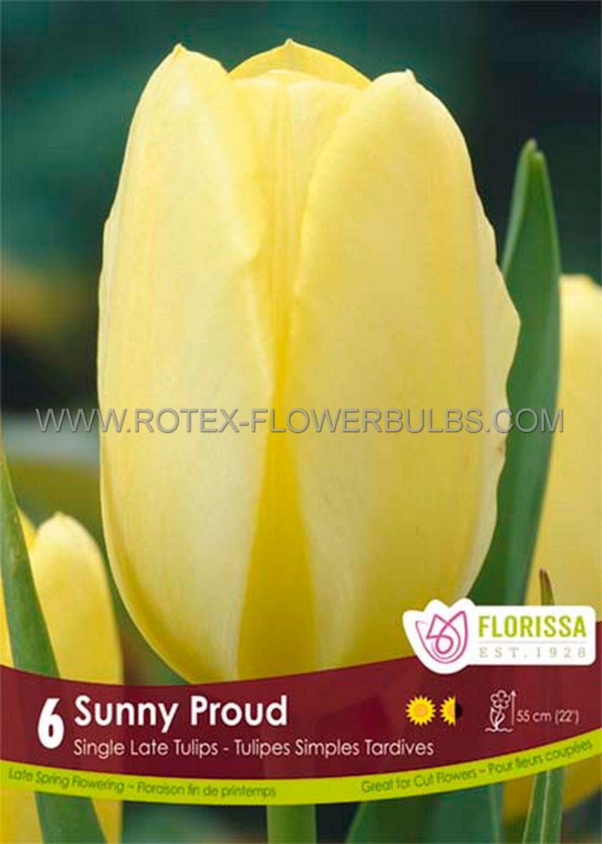 tulipa single late sunny proud 12 cm 15 pkgsx 6