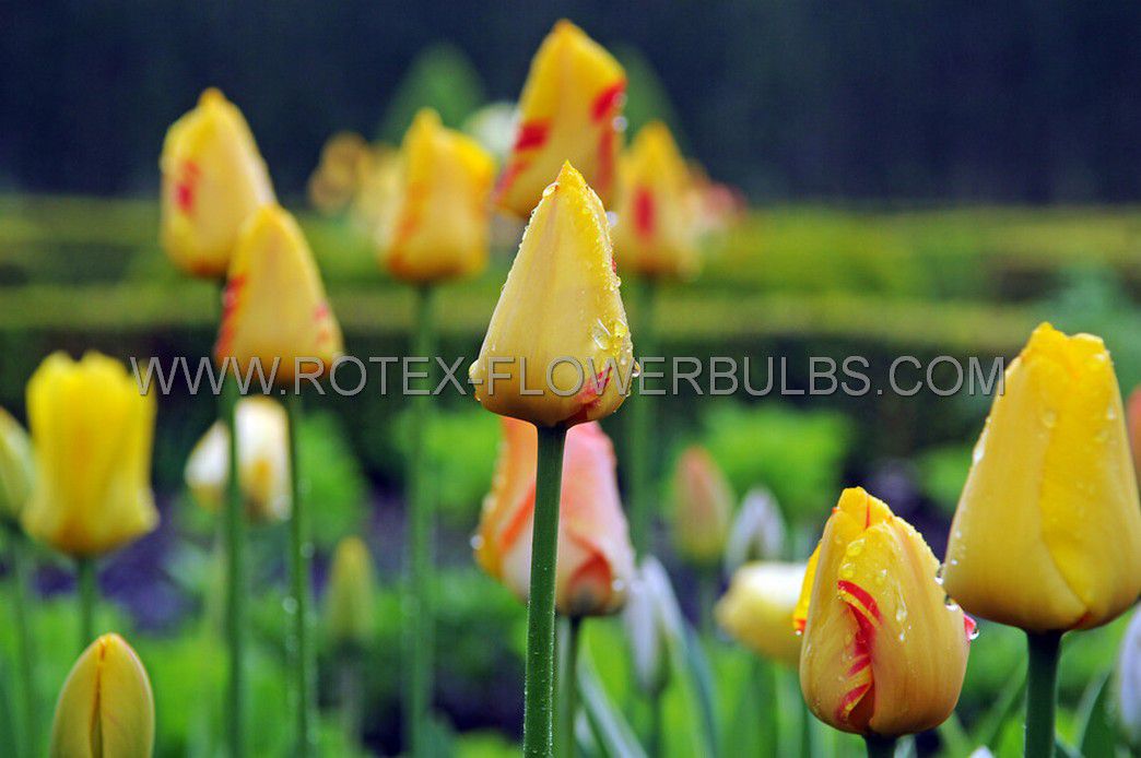 tulipa single late world expression 12 cm 15 pkgsx 6