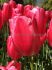 tulipa single late yosemite 12 cm 100 pbinbox
