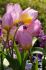 tulipa species bakeri lilac wonder 6 cm 100 loose pbinbox