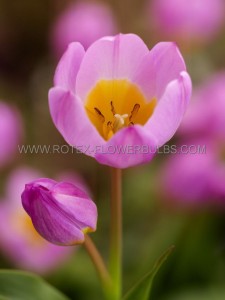 Tulipa Species Bakeri ‘Lilac Wonder‘ 6/+ cm. (100 Loose p.Binbox)