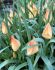 tulipa species batalinii bright gem 6 cm 15 quality pkgsx 6