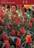 tulipa species batalinii red hunter 6 cm 100 pbinbox