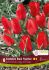 tulipa species batalinii red hunter 6 cm 15 pkgsx 6