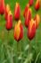 tulipa species chrysantha 6 cm 100 pbinbox