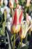 tulipa species clusiana peppermint stick 6 cm 100 pbinbox