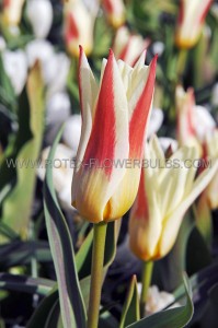 Tulipa Species Clusiana ‘Peppermint Stick‘ 6/+ cm. (100 Loose p.Binbox)