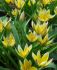 tulipa species dasystemon tarda 89 cm 15 quality pkgsx 6