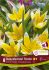 tulipa species dasystemon tarda 89 cm 15 quality pkgsx 6