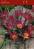 tulipa species pulchella eastern star 6 cm 100 loose pbinbox