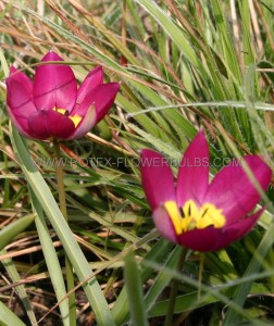 Tulipa Species Pulchella ‘Eastern Star‘ 6/+ cm. (15 Quality Pkgs.x 6)