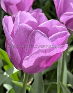 Tulipa Triumph ‘Alibi‘ 12/+ cm. (100 Loose p.Binbox)