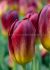tulipa triumph amber glow 12 cm 15 quality pkgsx 6