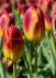 tulipa triumph amber glow 12 cm 15 quality pkgsx 6
