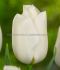 tulipa triumph antarctica 12 cm 100 loose pbinbox