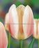 tulipa triumph apricona 12 cm 100 loose pbinbox