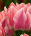 tulipa triumph apricona 12 cm 100 loose pbinbox