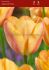 tulipa triumph apricot foxx 12 cm 100 pbinbox