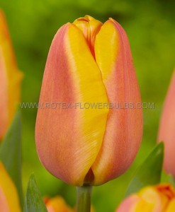 Tulipa Triumph ‘Apricot Foxx‘ 12/+ cm. (15 Quality Pkgs.x 6)