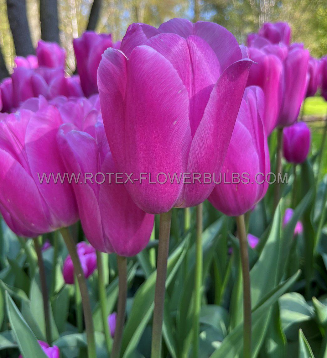 TULIPA TRIUMPH 'BLUE BEAUTY' 12/+ CM. (100 LOOSE P.BINBOX