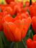 tulipa triumph bourbon street 12 cm 15 quality pkgsx 6