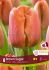 tulipa triumph brown sugar 12 cm 15 pkgsx 6